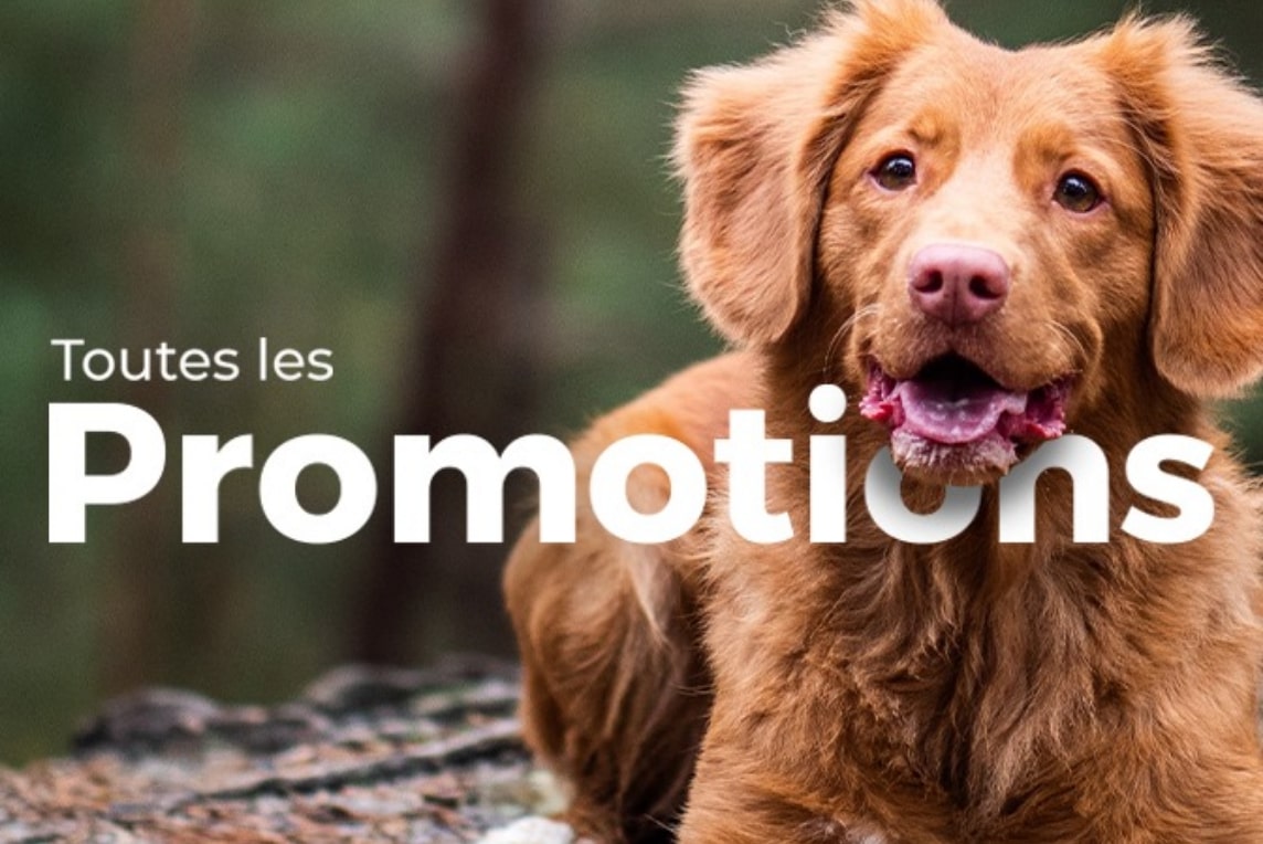 Promotions Chien