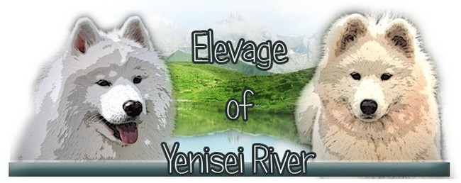 ELEVAGE DE SAMOYEDES
