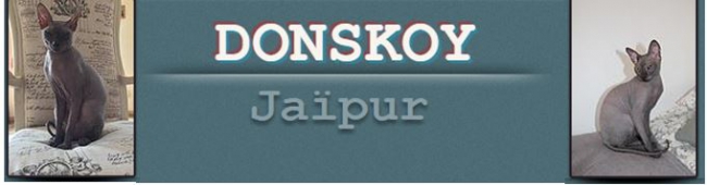 Le DONSKOY  RACE RARE DE CHAT NU