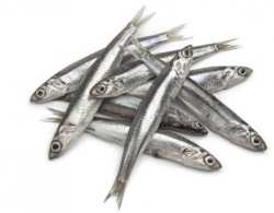 Huile poissons marins SAUVAGES